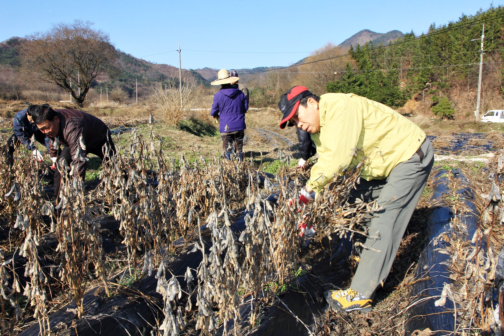 정읍시공무원 8일, 산외 논콩재배단지 콩 수확 일손돕기 나서
