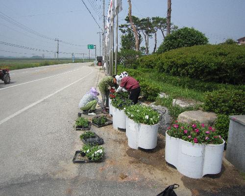 20130604 태인면청사 꽃 식재