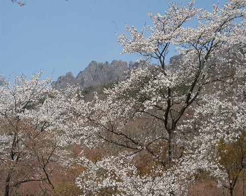 내장산(봄)