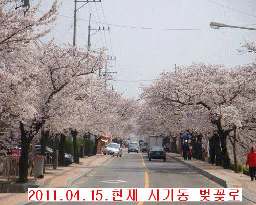 2011 시기동 벚꽃길 사진입니다.