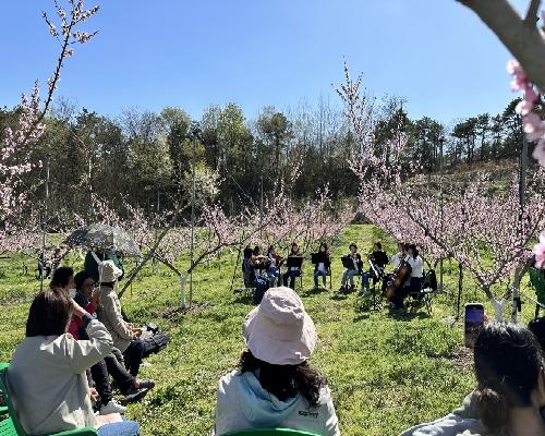 장명동주민자치회 「봄날 그리고 복사꽃」 복사꽃축제 행사