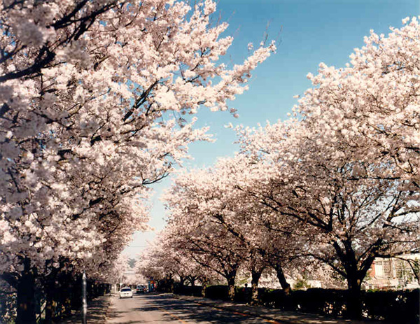 벚꽃길 산책로 이미지