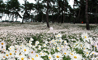 井邑野菊花节