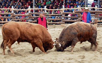 Jeongeup National Bullfighting Festival