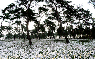 玉井湖のチョウセンノギク地方庭園