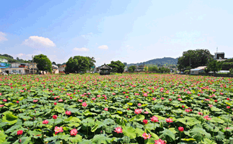 披香亭の蓮の花