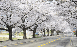 井邑川の桜並木