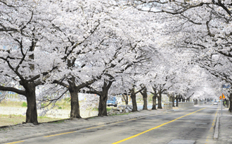 井邑川樱花路