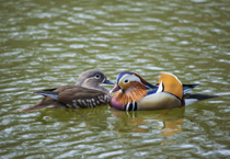 Mandarin Duck