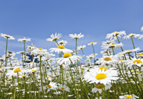 Siberian chrysanthemum 