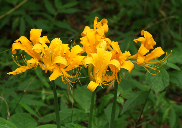 黄彼岸花、絶滅の恐れがある野生植物 Ⅱ級、韓国特産植物
