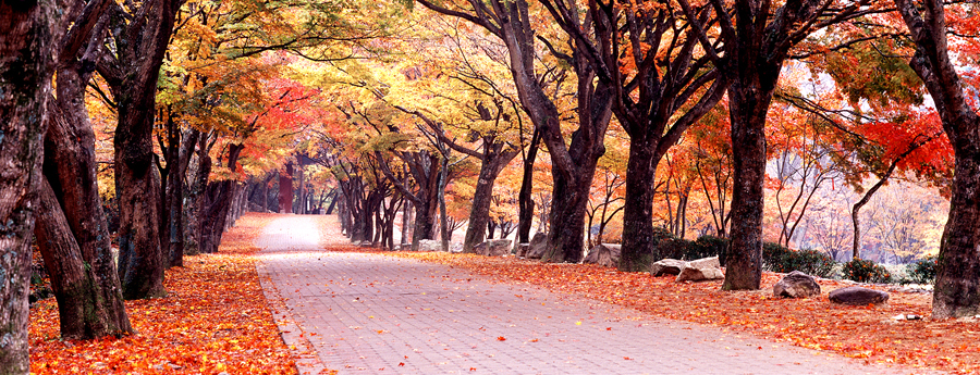 108 Autumn Trees Road