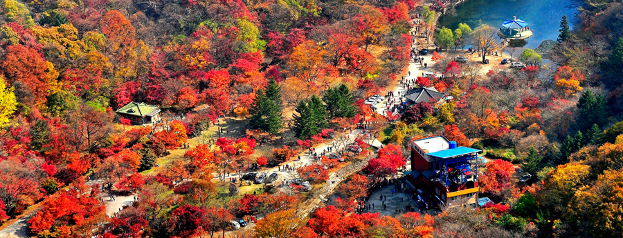 The Reason behind the Beauty of Autumn Foliage in Naejangsan Mountain