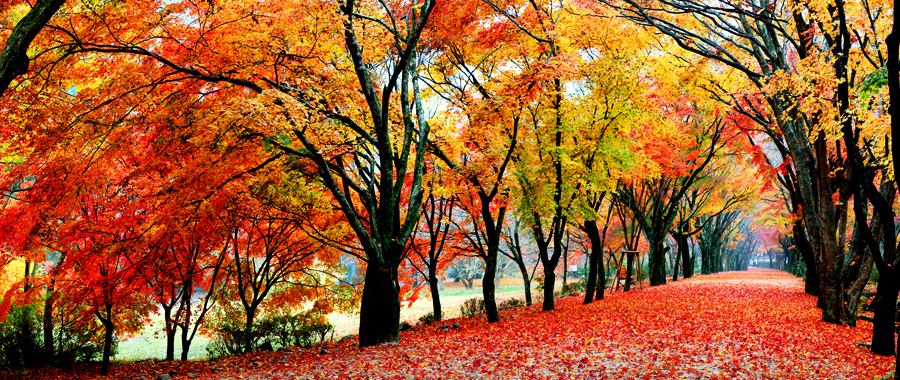 内蔵山の紅葉トンネル