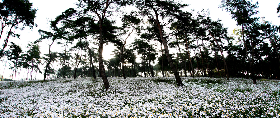 玉井湖のチョウセンノギク地方庭園