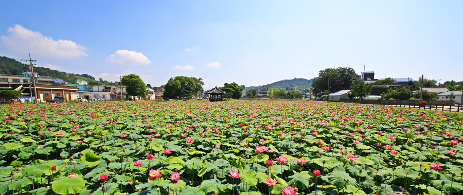 披香亭の蓮の花