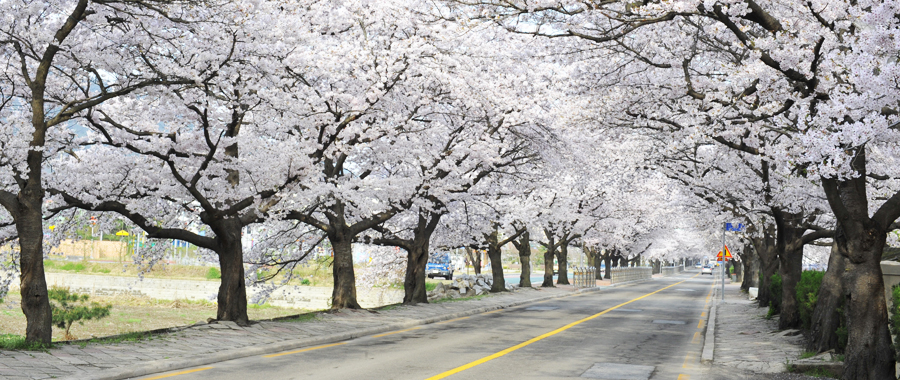 Jeongeupcheon Stream Cherry Blossom Walkway