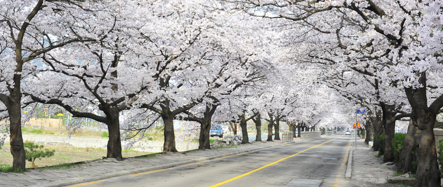 井邑川樱花路 