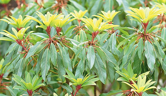 Daphniphyllum Macropodum Colony