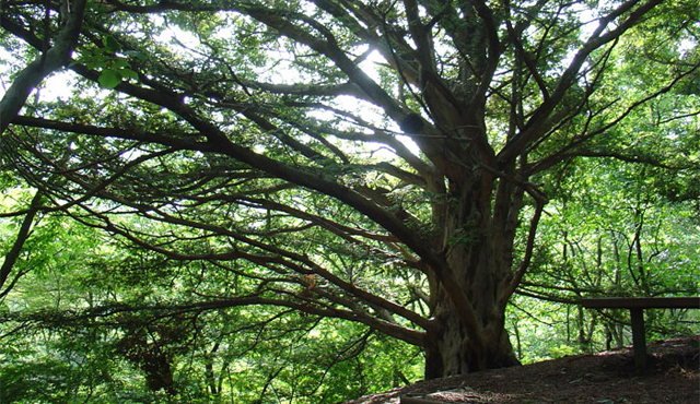 tmeg Tree Colony