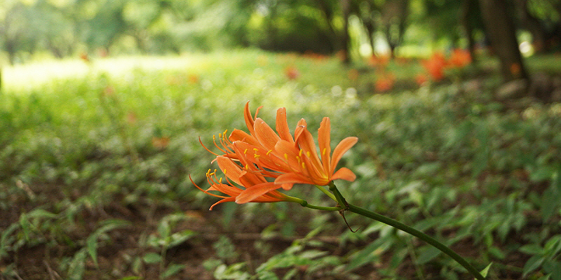  ムジナノカミソリの群落地 