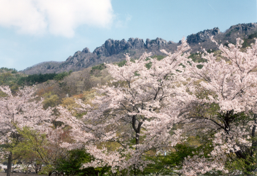 내장산