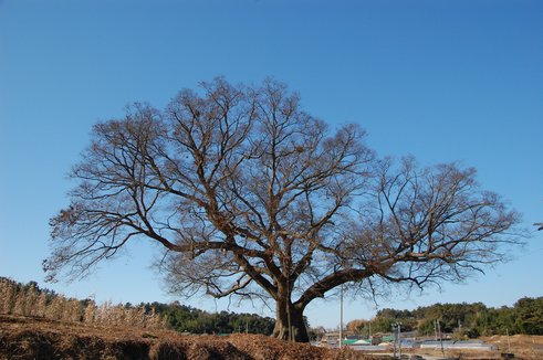 금동 느티나무