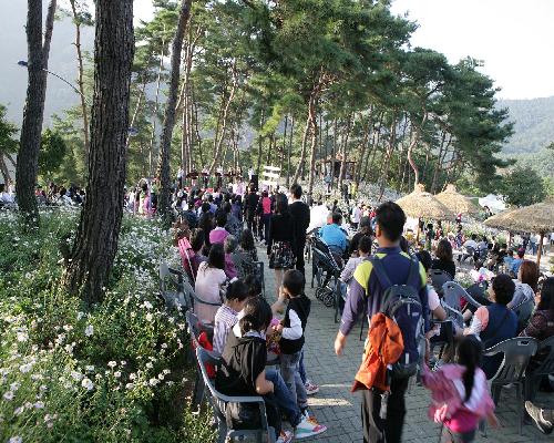 2010 정읍 구절초 추제현장