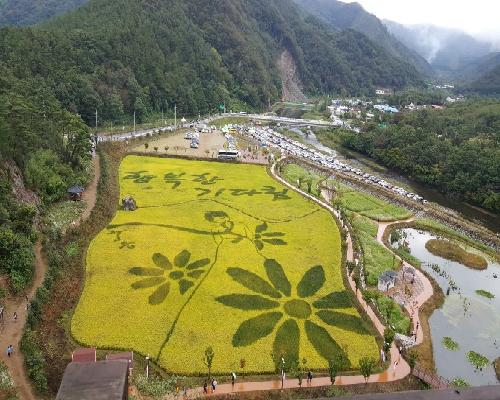 2016년도 유색벼 아트경관