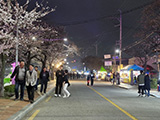 벚꽃길 차없는 거리 운영
