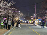 벚꽃길 차없는 거리 운영