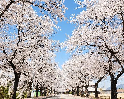 정읍시, ‘2023 정읍 벚꽃축제’ 4년 만에 열린다!