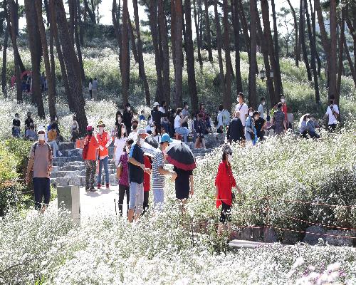 “정읍으로 떠나는 가을여행” 제16회 정읍 구절초 꽃축제 10월 5일 개최