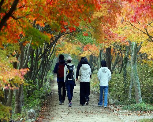 가을 명소 정읍 내장산, 고운 단풍 빛깔 뽐내…“다음 주 절정 예상”