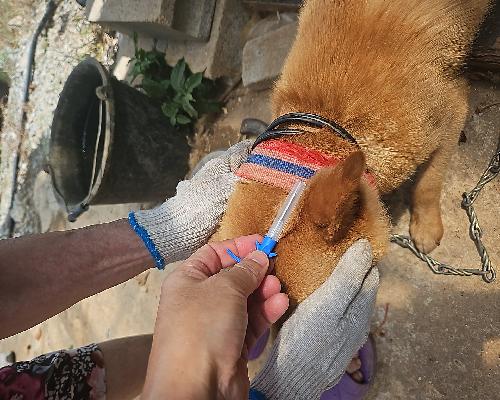 정읍시, 2026년 반려동물 등록비 지원… 취약계층 방문 접종도
