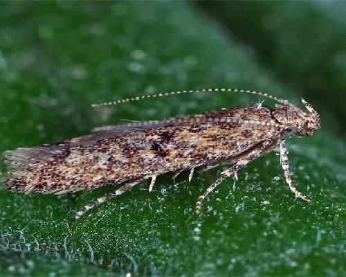 정읍시, 토마토뿔나방 방제 약제 지원...2월 13일까지 신청