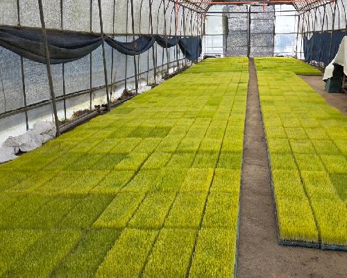 정읍시, 벼 육묘용 상토·육묘 지원에 20억 투입…농가 경영 부담 던다