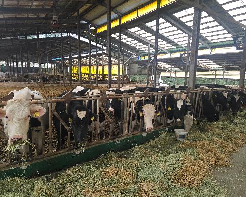 정읍시, 낙농가 경쟁력 강화에 4억 1800만원 투입…8개 지원사업 ‘본격화’