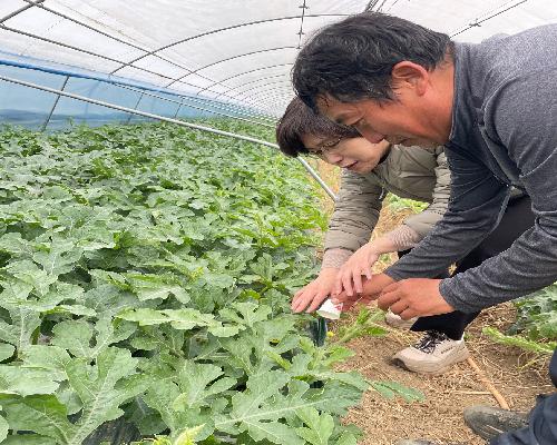 정읍시‘단풍미인 씨 없는 수박’안정생산 위한 핵심 생육기술 실천 당부