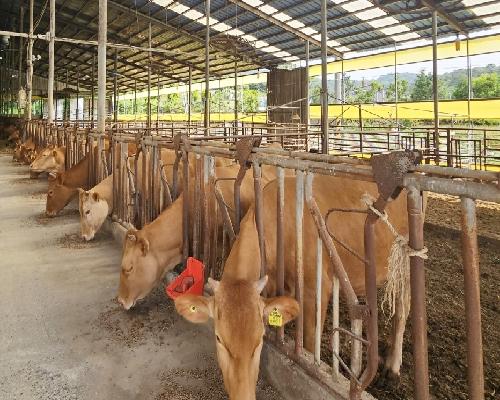정읍시, 축산농가 사료 자금 551억 원 융자 지원…“경영 부담 완화”