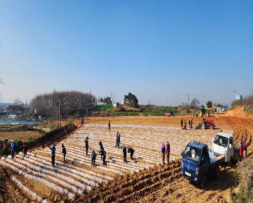 정읍시, 신품종 고구마 ‘호풍미’ 첫 정식…“전 과정 기계화로 효율 높여”