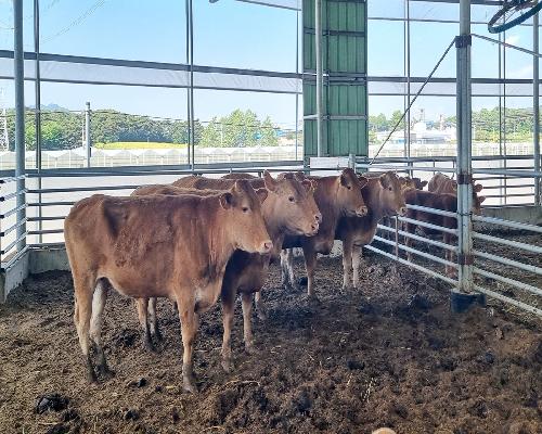 정읍시, 여름철 재해 대비 축사 시설 선제 점검…“농가 피해 최소화 총력”