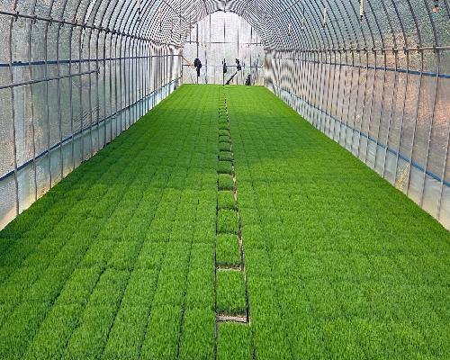 정읍시, 벼 안전육묘를 위한 발아율 사전 확인 당부