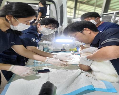 정읍시, 길고양이 중성화 수술 지원…“1200마리 개체 수 조절”