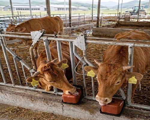 정읍시, 한우 농가에 ‘미네랄블록’ 7000개 지원…2억 1000만원 투입