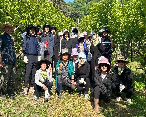 모판 정리부터 단감 열매솎기까지… 정읍시 9개 부서 농촌 일손 돕기 팔 걷어