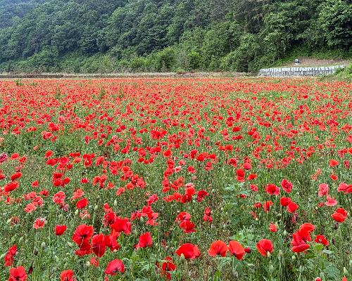 정읍시 경관농업지구, 보랏빛·붉은빛 꽃물결 장관…새로운 명소 ‘우뚝’