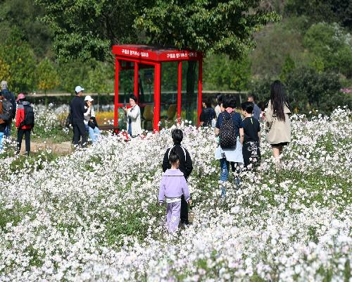 정읍시, ‘제19회 구절초 꽃축제’ 판매장 운영자 43곳 공개 모집