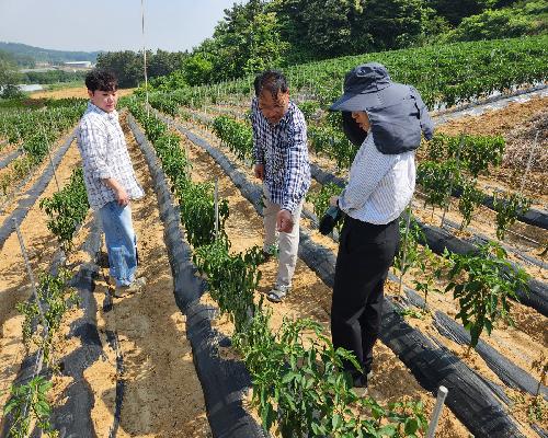 정읍시, 장마철 앞두고 고추 현장 관리 당부…“배수로 정비·방제 철저”