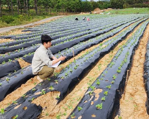 배추는 잎 3~4장일 때 아주심기…정읍시 적기 재배 당부